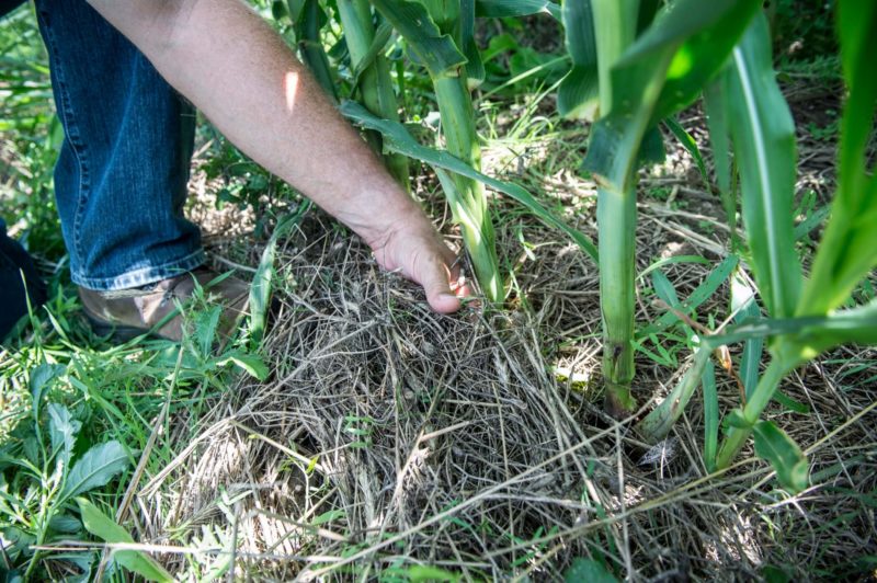 Cultures de couverture en production maraîchère biologique sans travail de  sol Agri-Réseau