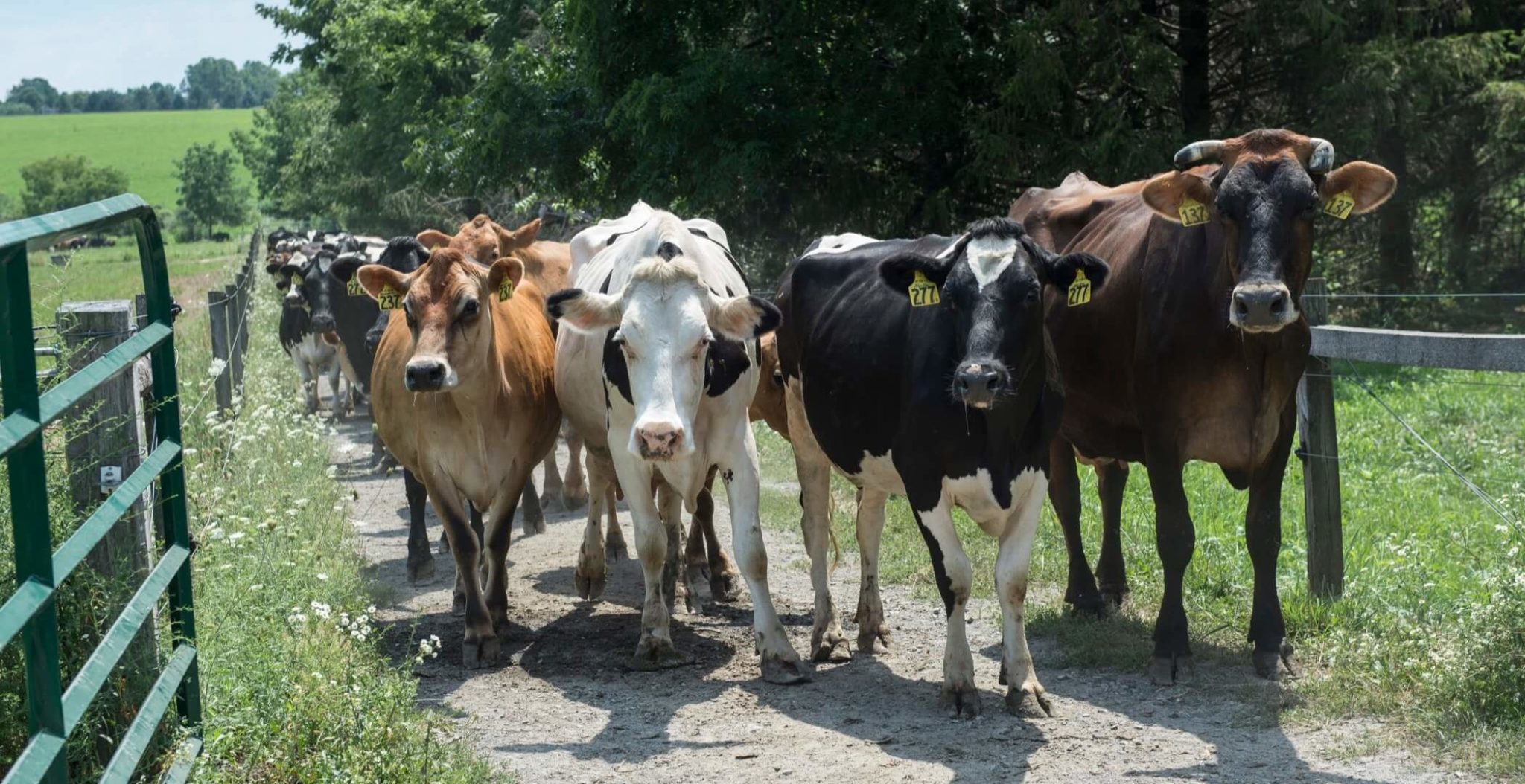 cattle walking through a gate