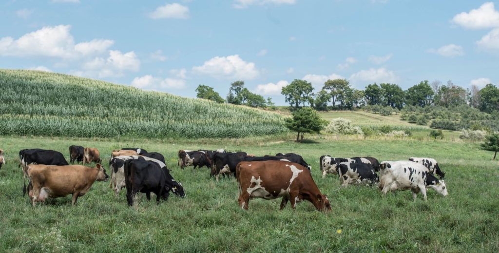 felicemente al pascolo in un campo lussureggiante