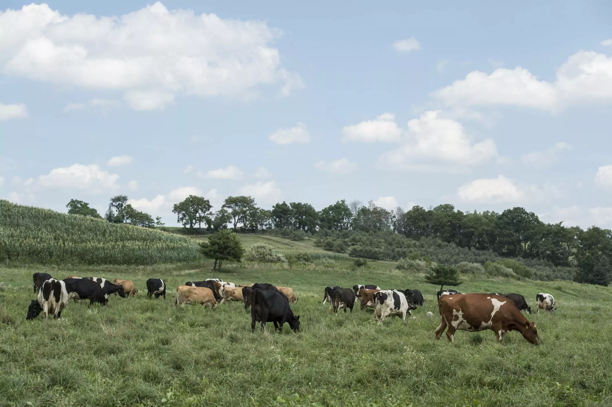 rodale cows