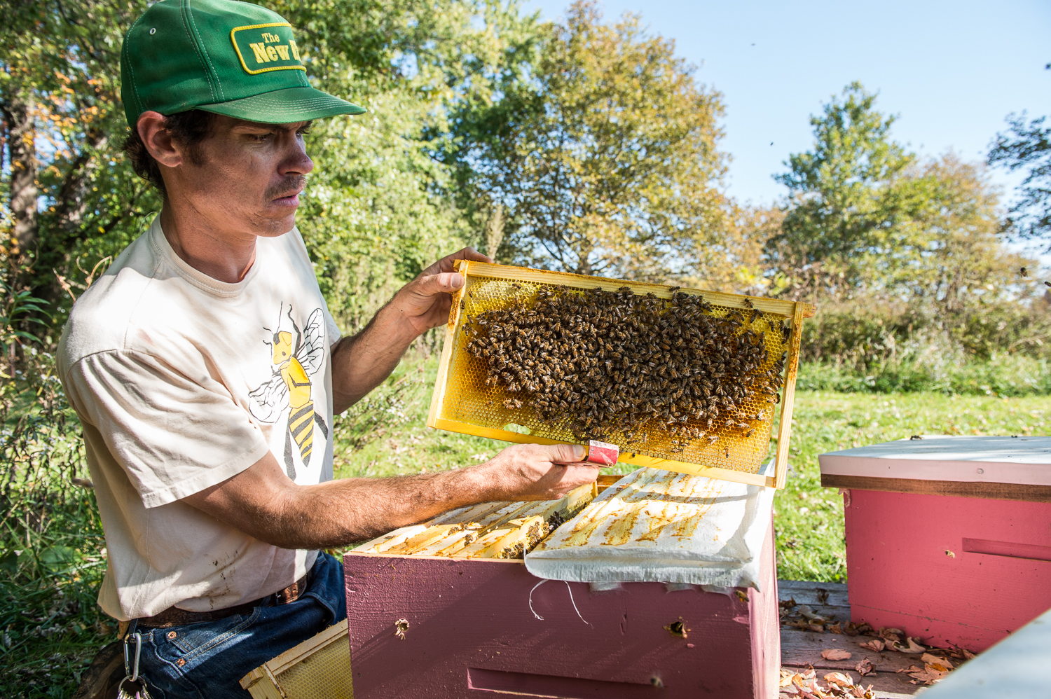 apiculture amateur