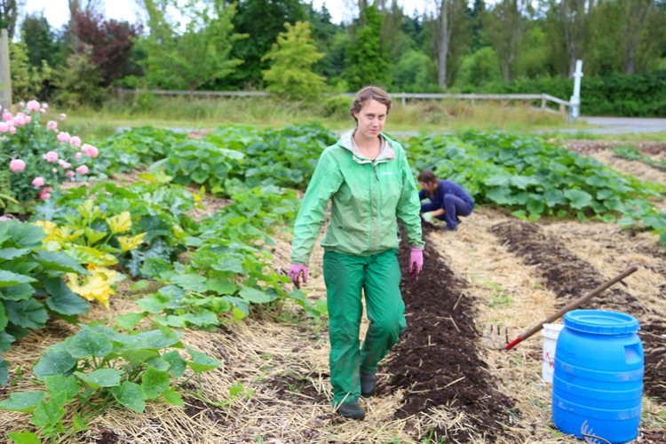 Verduras orgánicas que crecen en el jardín concepto de comida