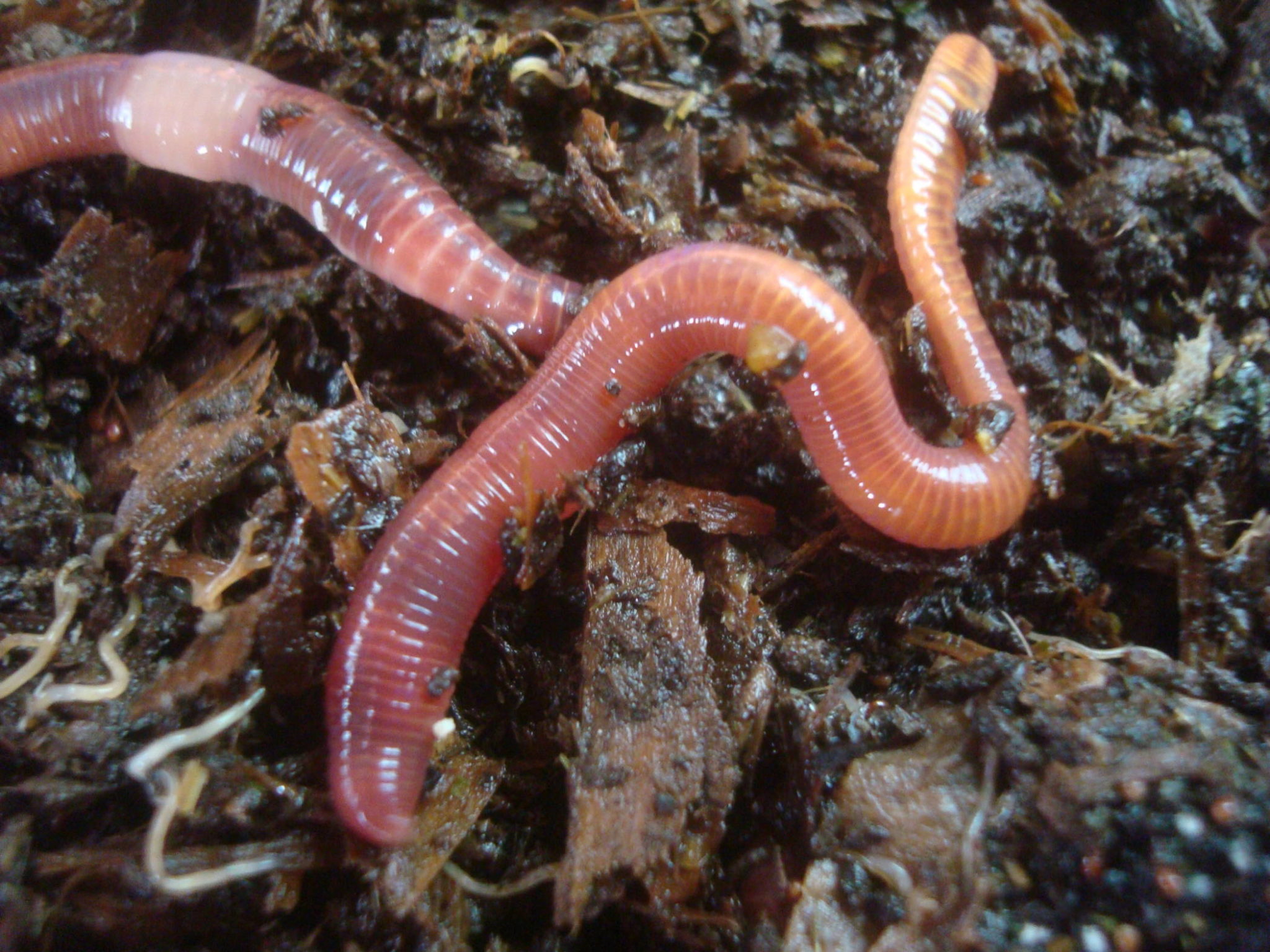 Webinar: Getting to Know Soil Invertebrates - Rodale Institute