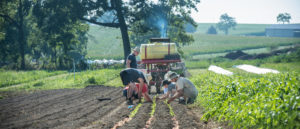 rodale field transplanting