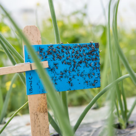 sticky card traps pests
