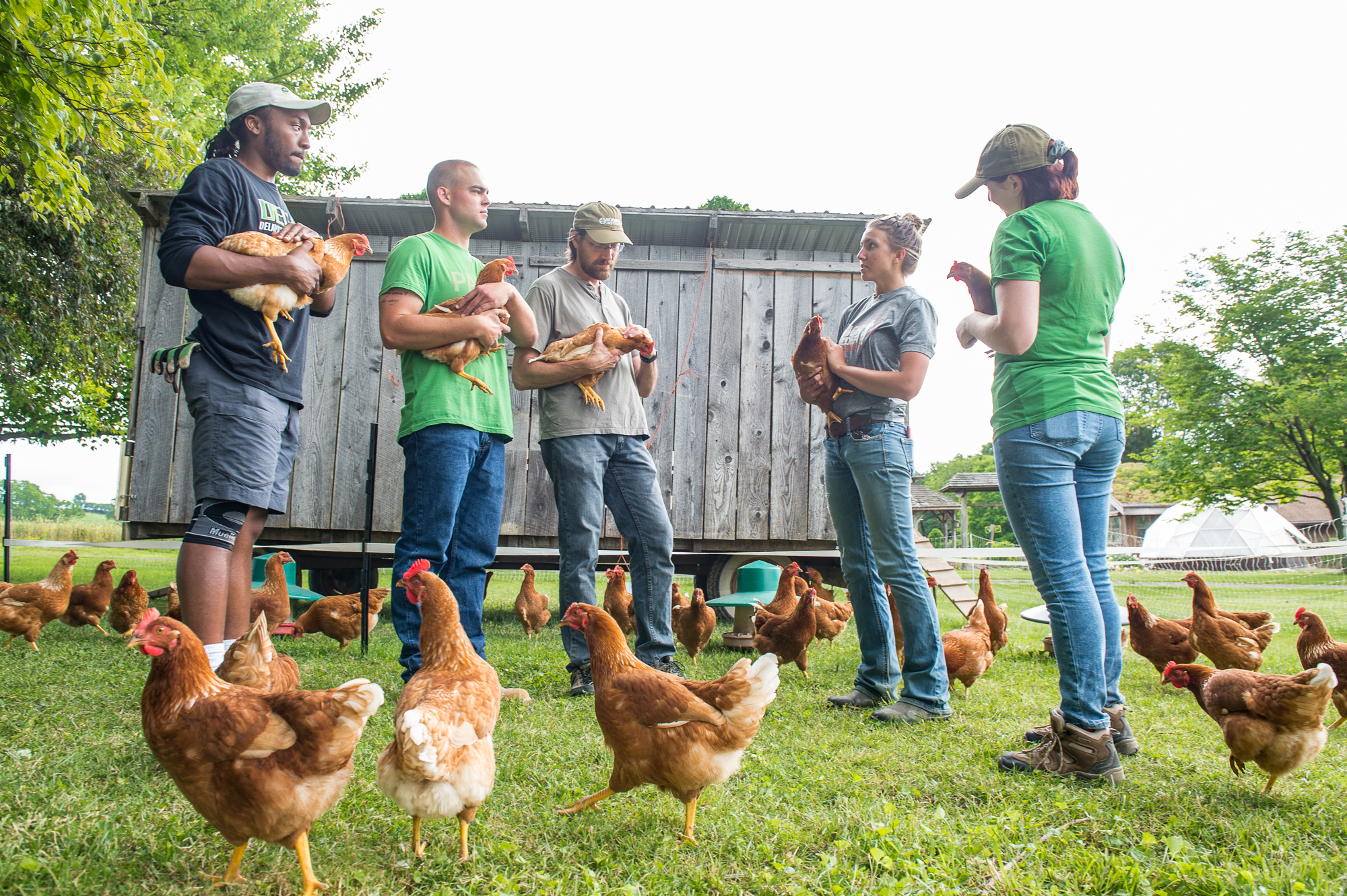 backyard chickens