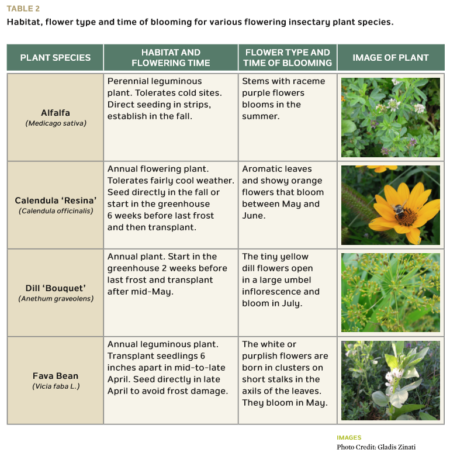 How to Plant Insectary Strips and Which Plants to Use - Rodale Institute