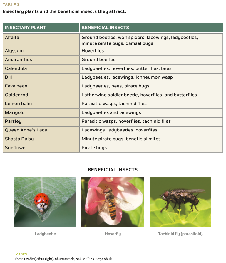 Élevage d'insectes comestibles: Guide pratique pour l'élevage