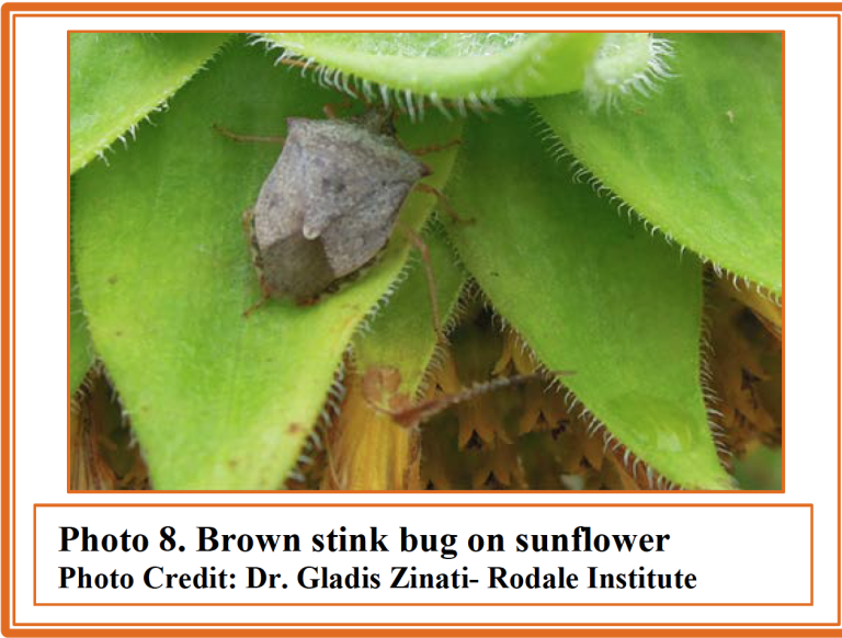 DEAD-INN Stink Bug Trap