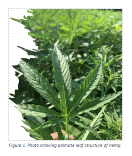 Growing Industrial Hemp as an Organic Cash Crop - Rodale Institute