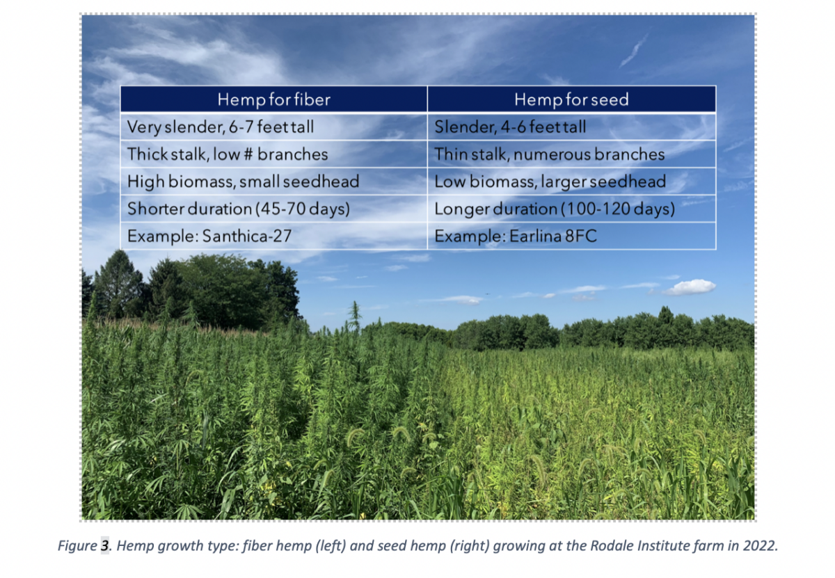 Growing Industrial Hemp as an Organic Cash Crop - Rodale Institute