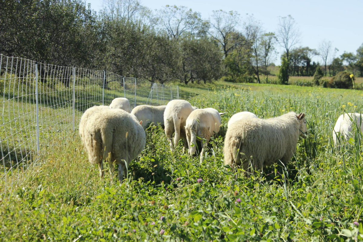 10 Tips For Adding Livestock to your Crop Rotation - Rodale Institute