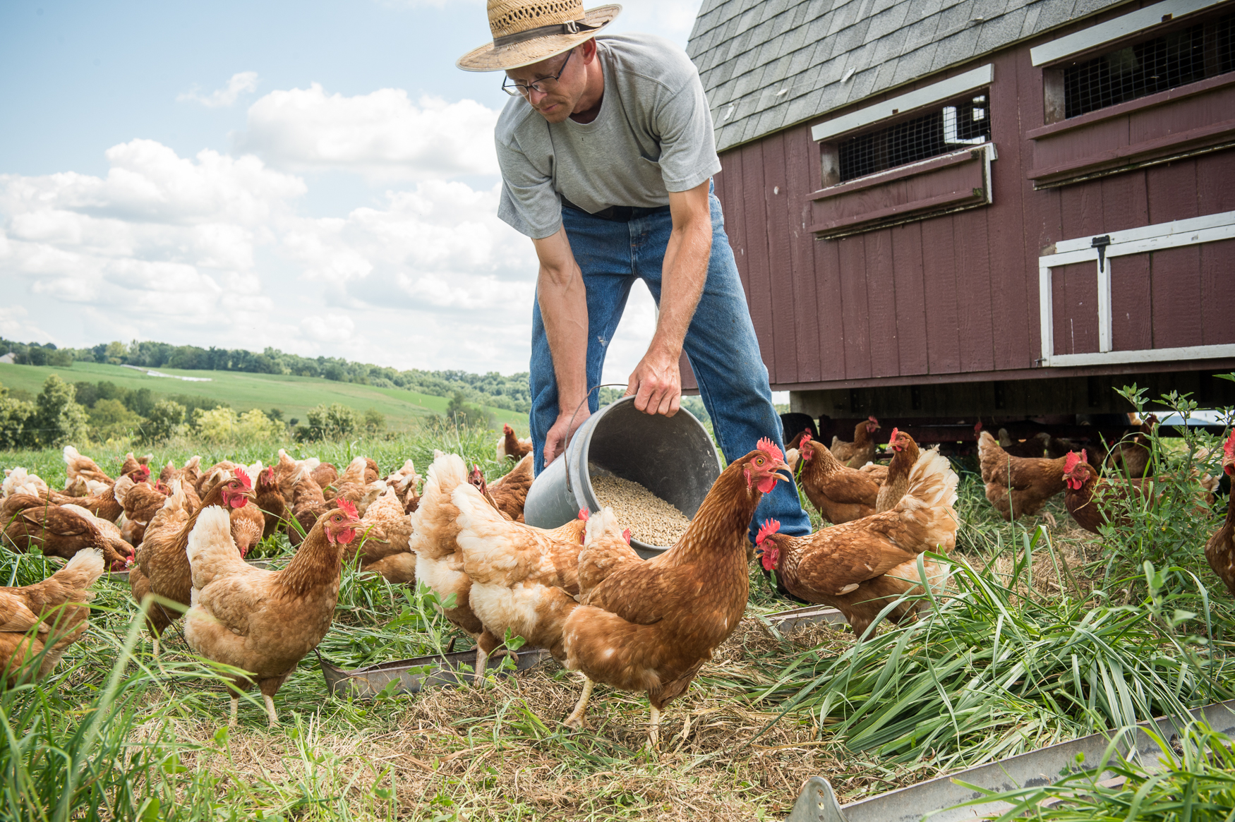 Planting In Preparation For Free Range Chickens - The Permaculture