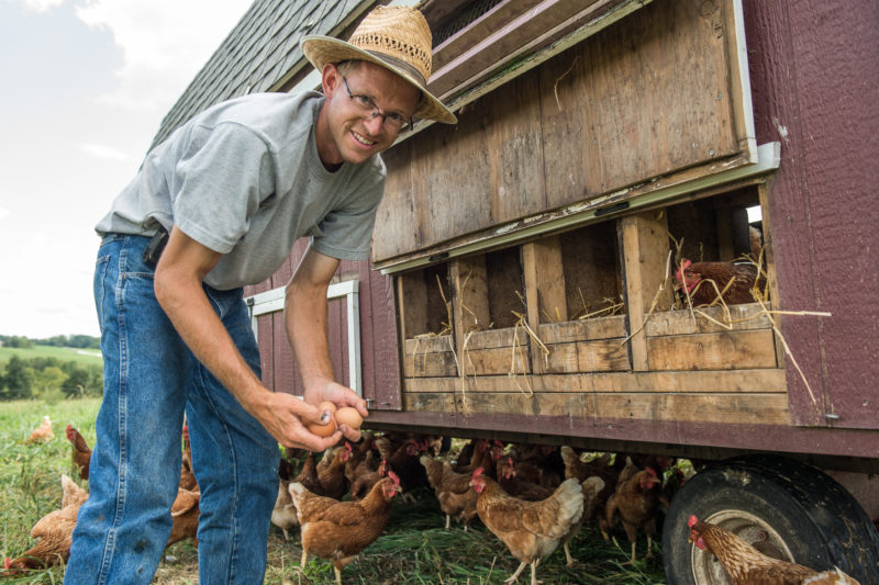 Greg Stricker y sus gallinas