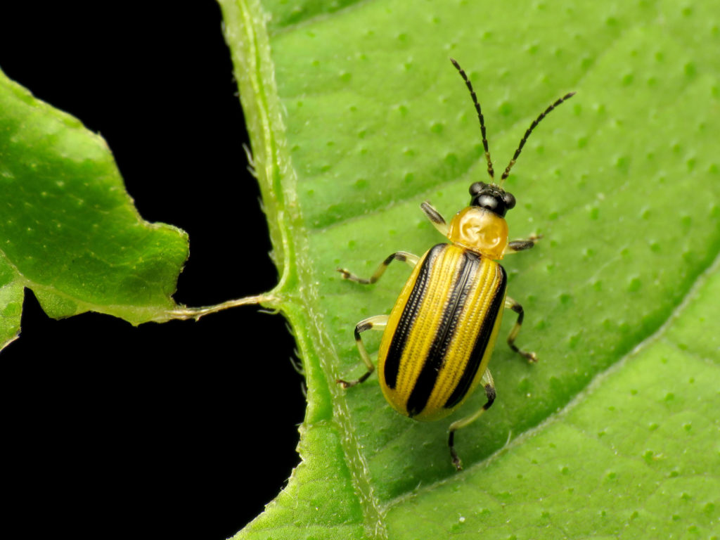 striped beetle