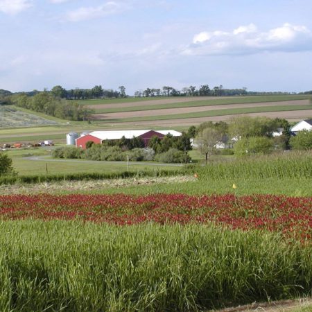 cover-crops