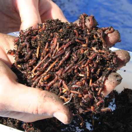 rodale composting worms