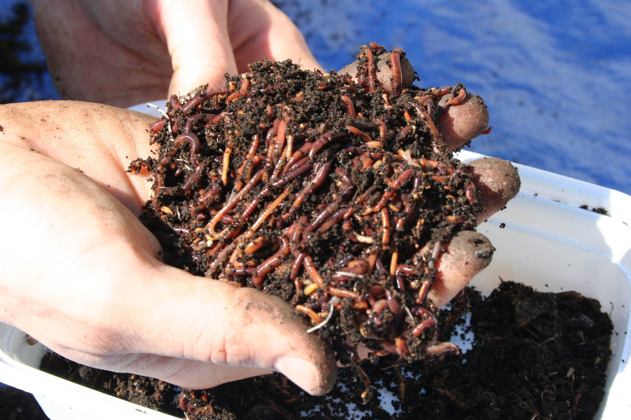 Récolter le lombricompost : Comment séparer le compost des vers ?