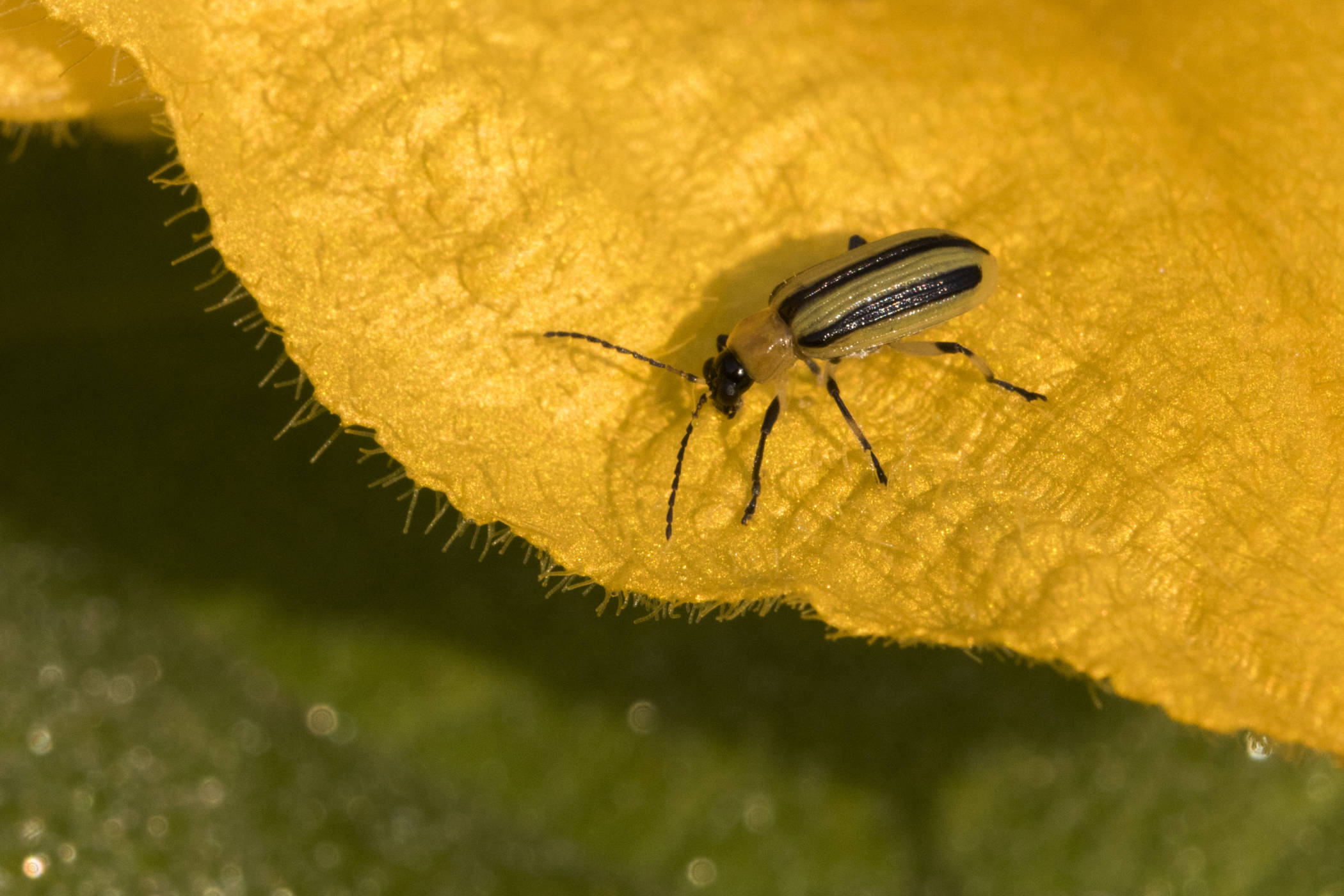 Escarabajo del pepino rayado adulto