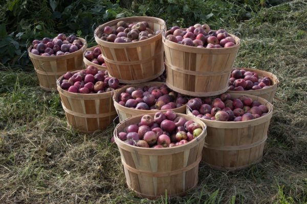 Organic Apples-HALF BUSHEL