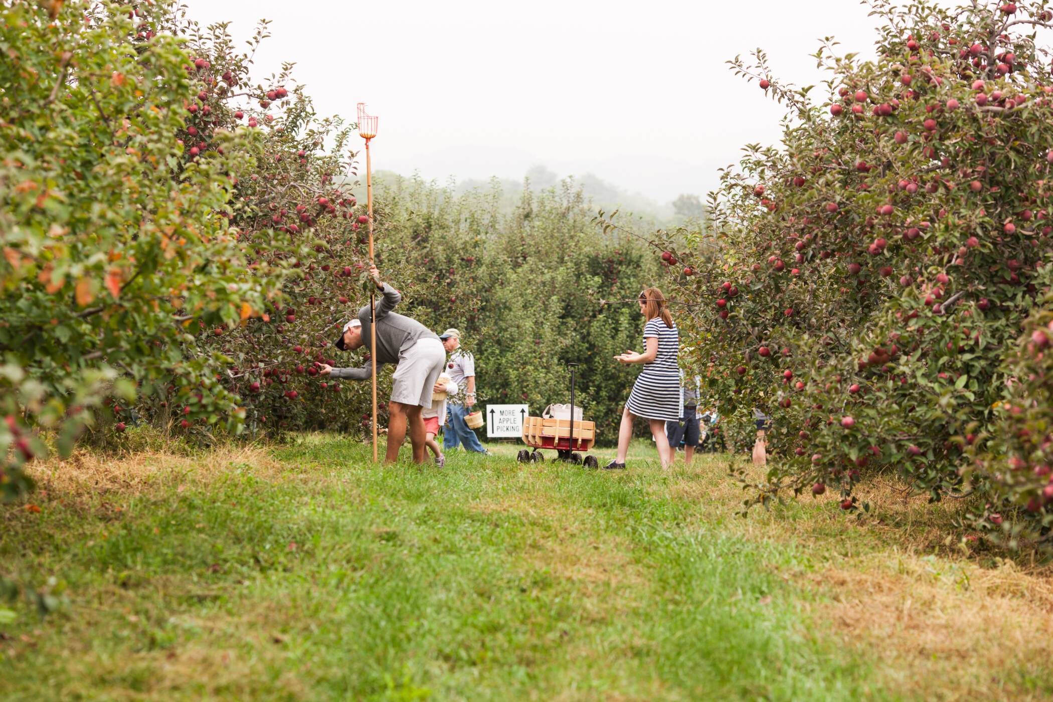 Organic Apples-HALF BUSHEL