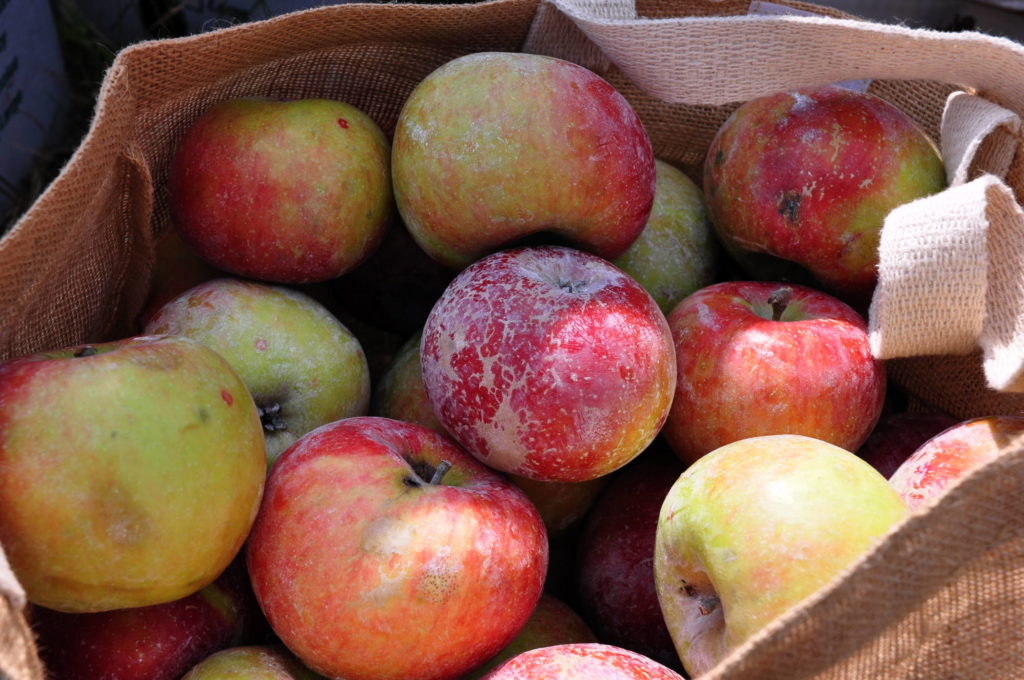 Study shows Organic apples are better for your gut - Australian Organic