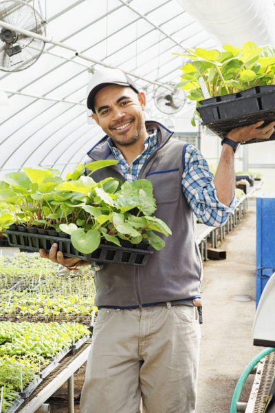 Un agriculteur stagiaire porte des plateaux de jeunes plantes hors de la serre