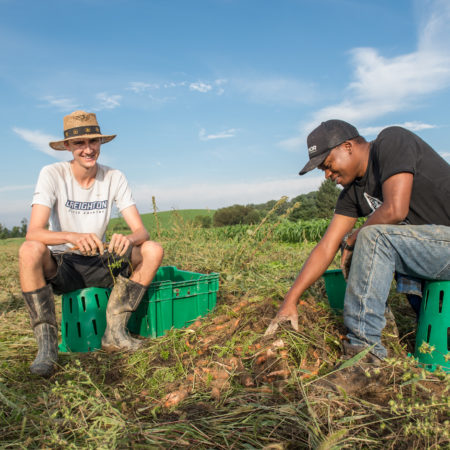 farmers in training harvest carrots