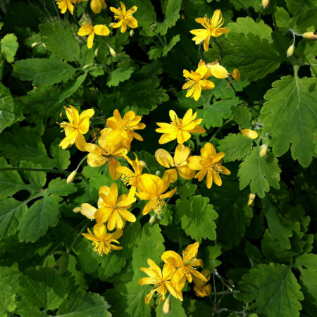 Erba Gatta (Nepeta cataria) - PER GATTI (Semente) » Vendita Piante Online