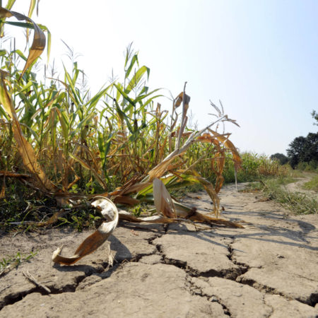 corn drought