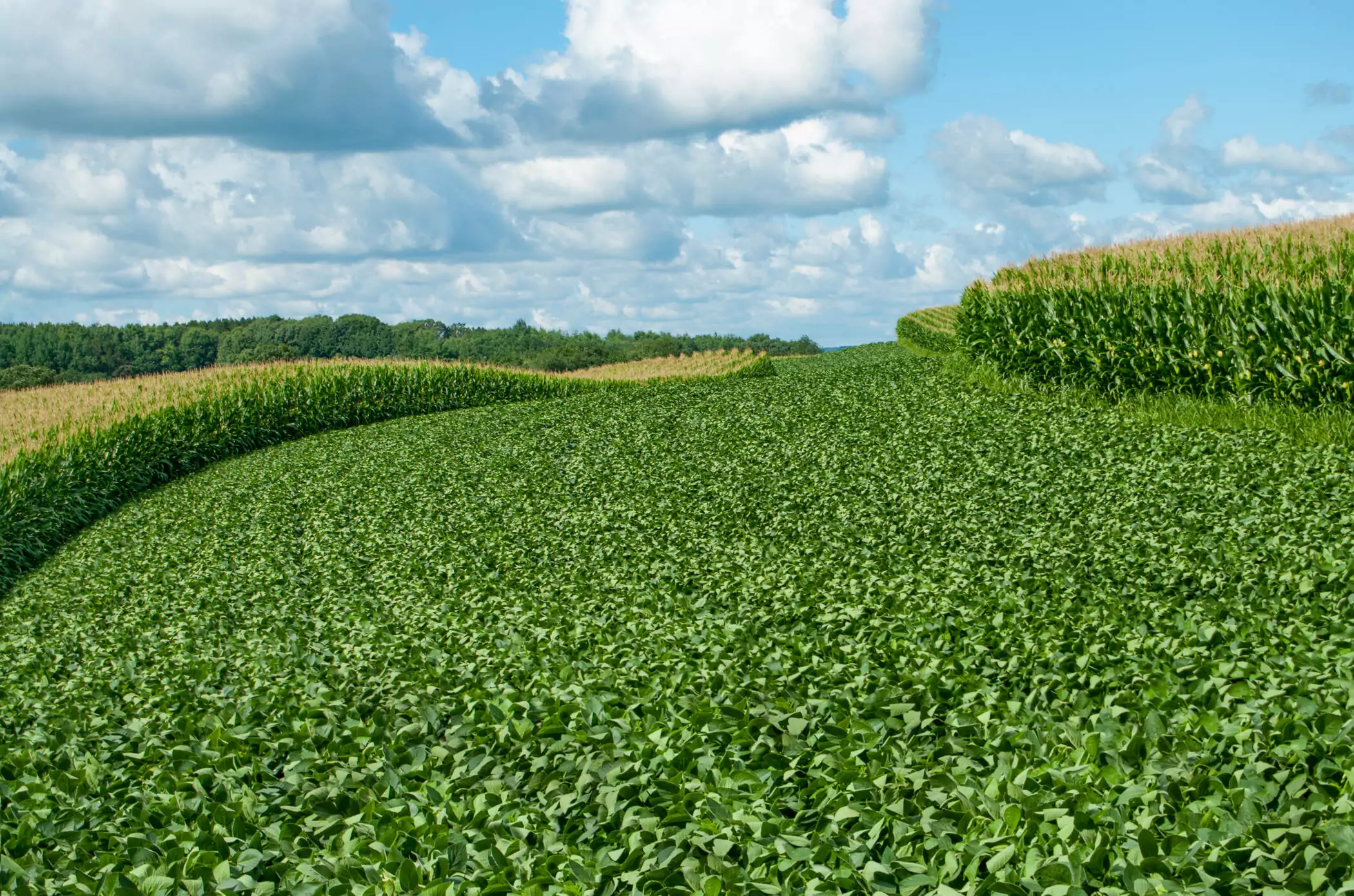 Organic Grain