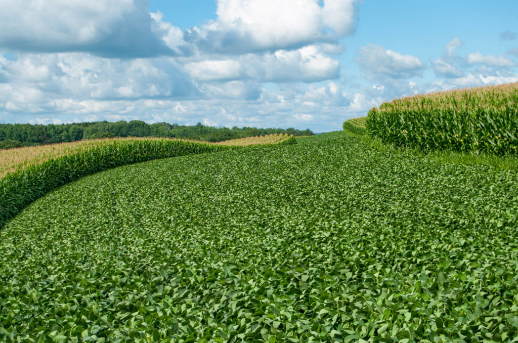 10 Tips For Adding Livestock To Your Crop Rotation Rodale Institute 