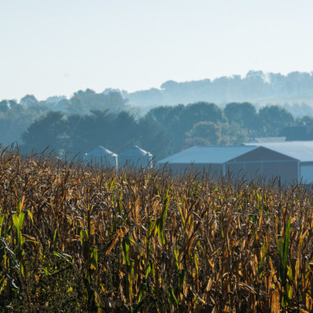 yellowing corn field