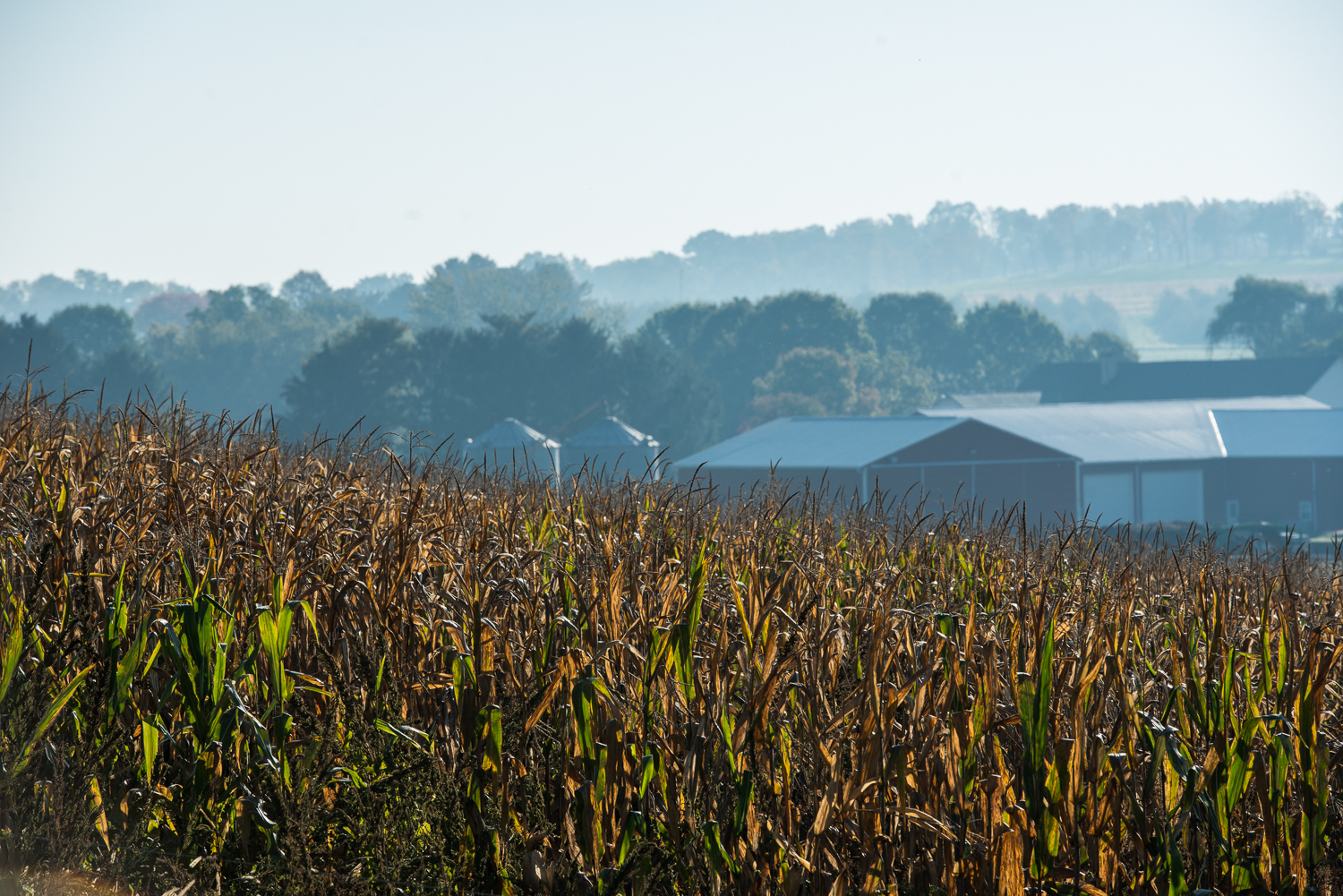 yellowing corn field