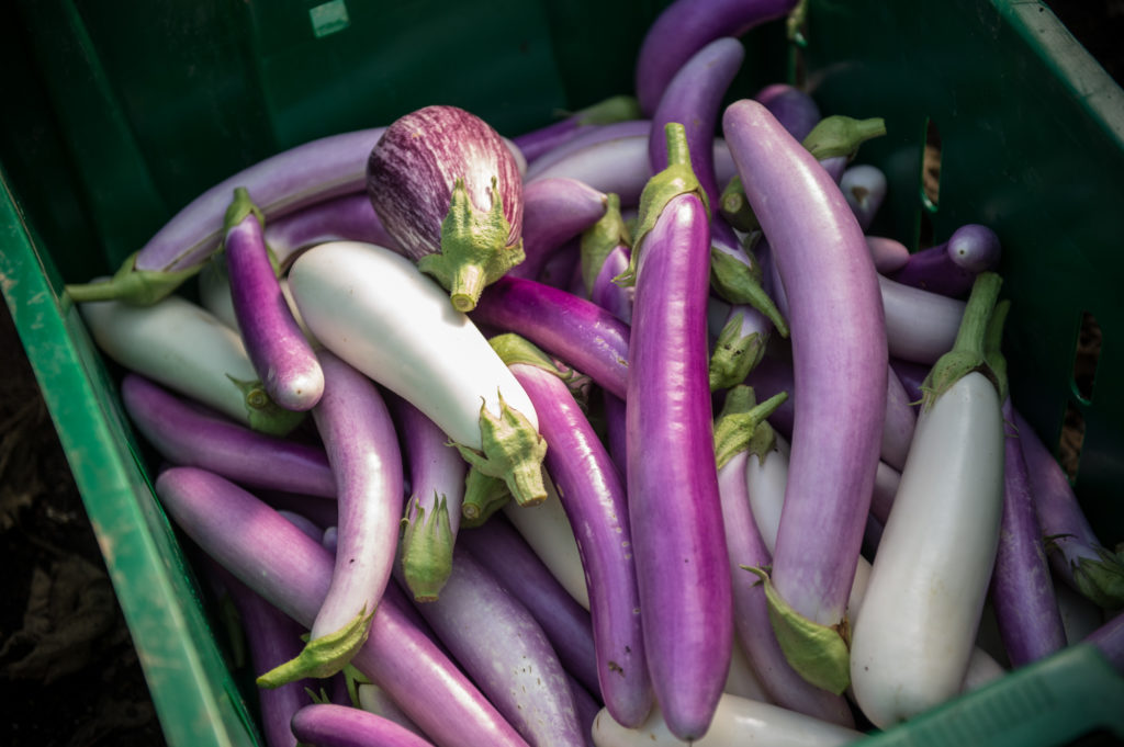 rodale eggplant