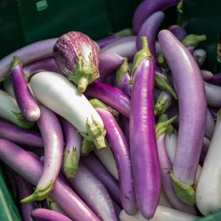 rodale eggplant