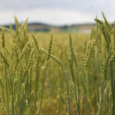 seed heads