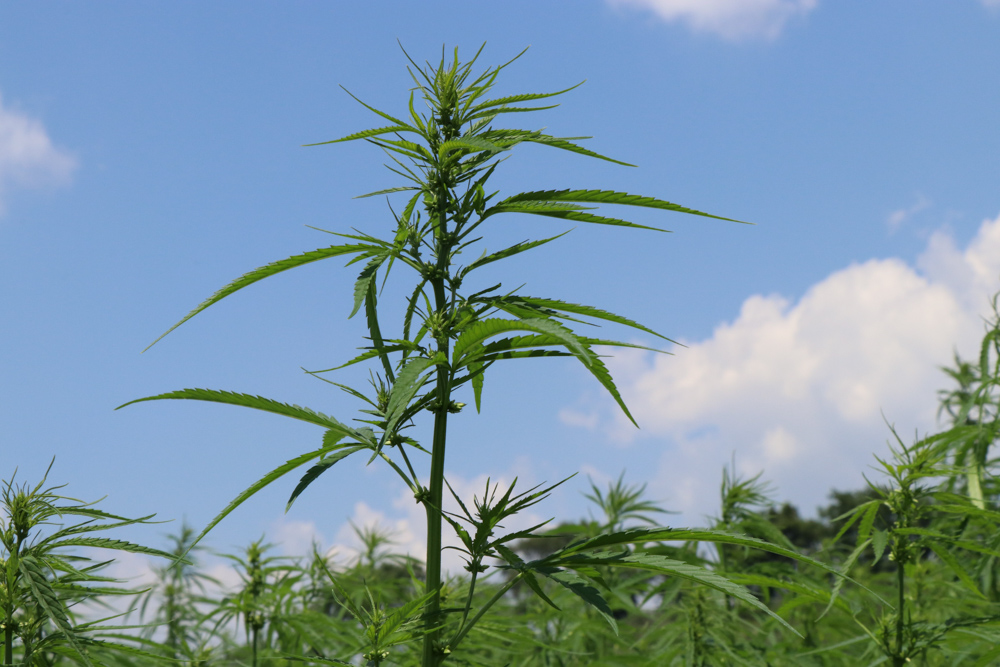 Industrial hemp plant against a field of plants and a blue sky