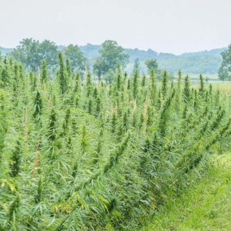 industrial hemp crop