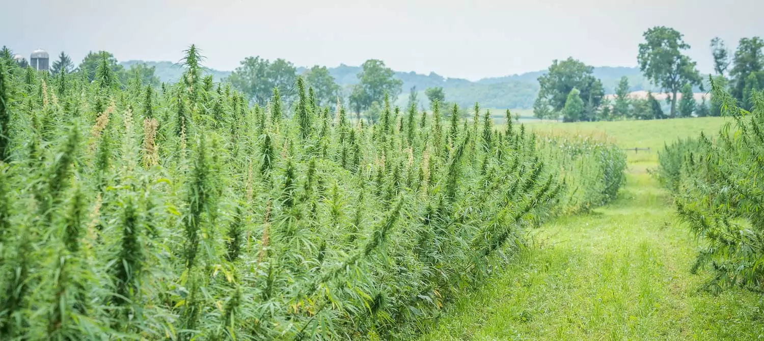 industrial hemp crop