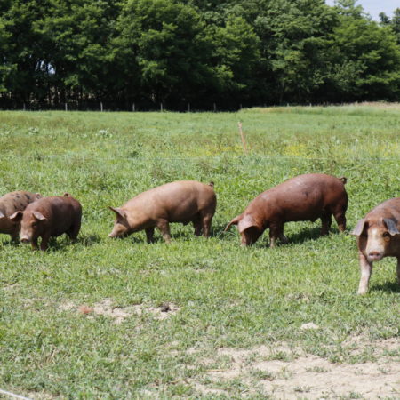 happy rodale hogs
