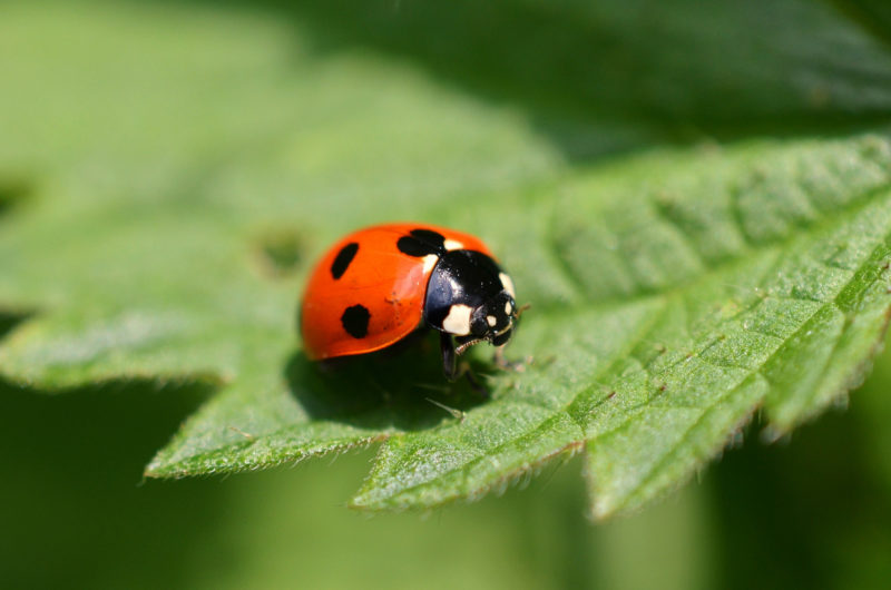 coccinelle sur une feuille