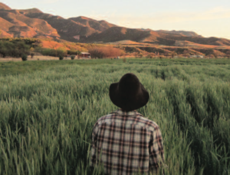walk in the field