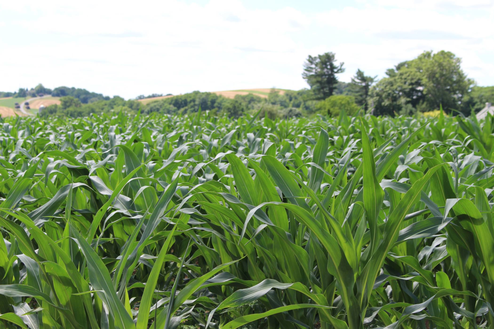 rodale corn field