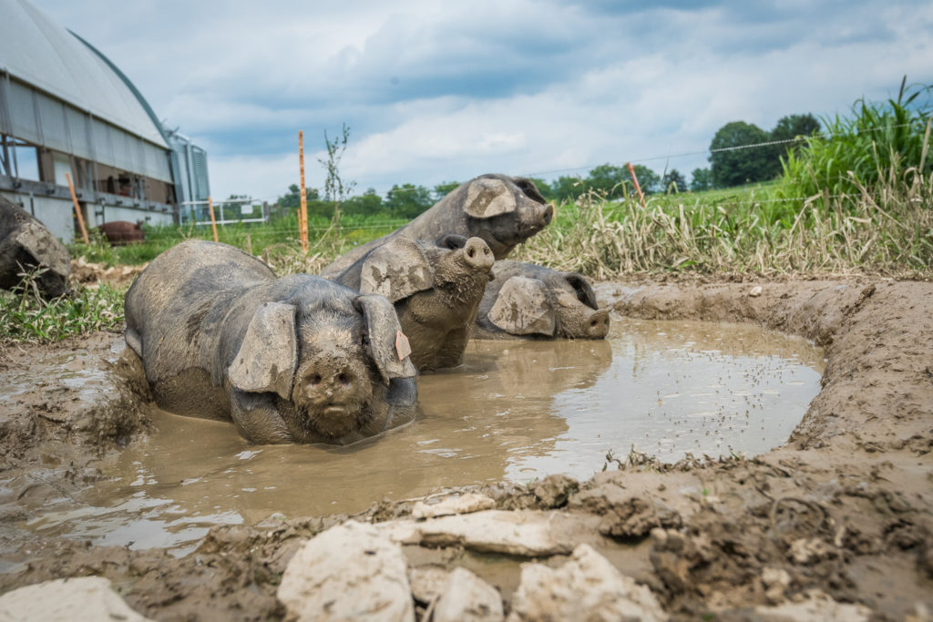 Schweine im Schlamm