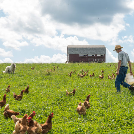 collecting eggs in the pasture