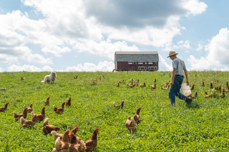 collecting eggs in the pasture