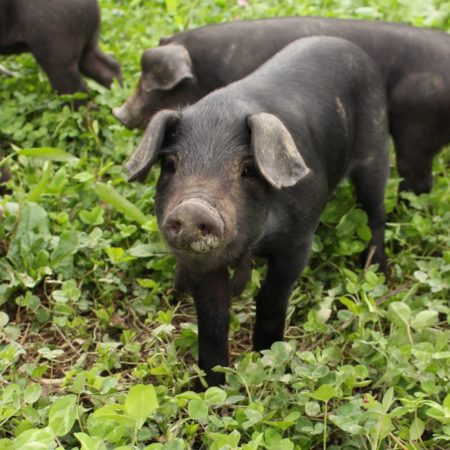 happy black hogs