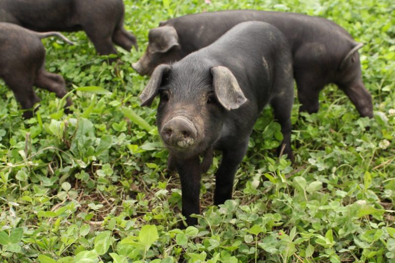 glückliche schwarze Schweine