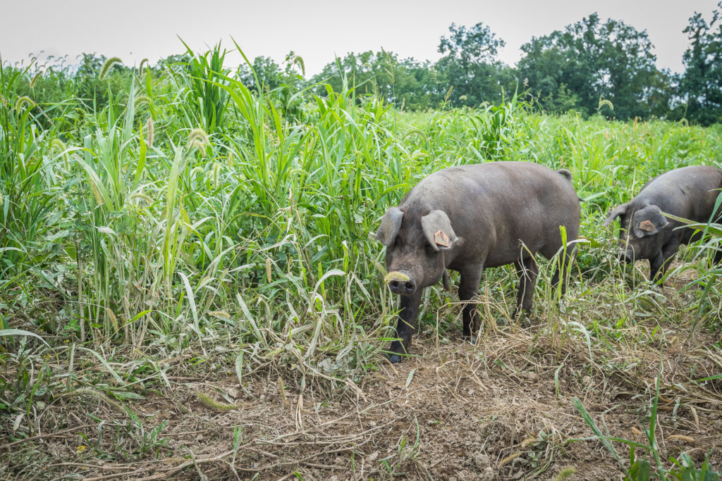 pastured hogs